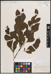 Foto von Salix caprea L. x Salix silesiaca Willd.
